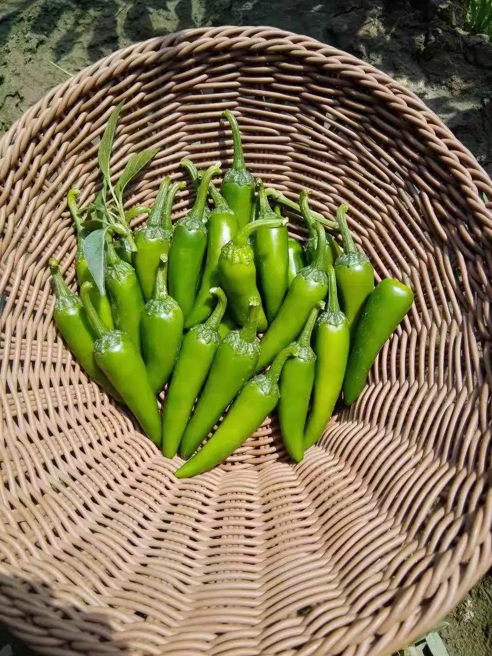 HD Capsicum carne espesa verde pimienta de Chile semillas de Excelent Ajuste de fruta