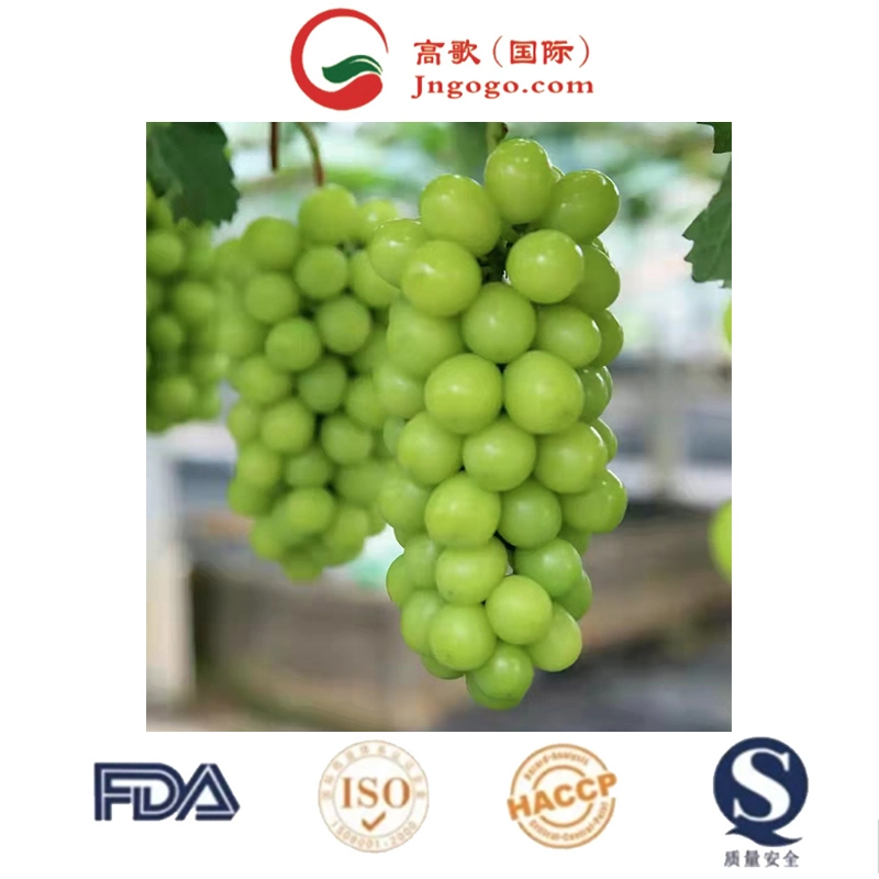 Top Quality Seedless Shine Muscat Grapes
