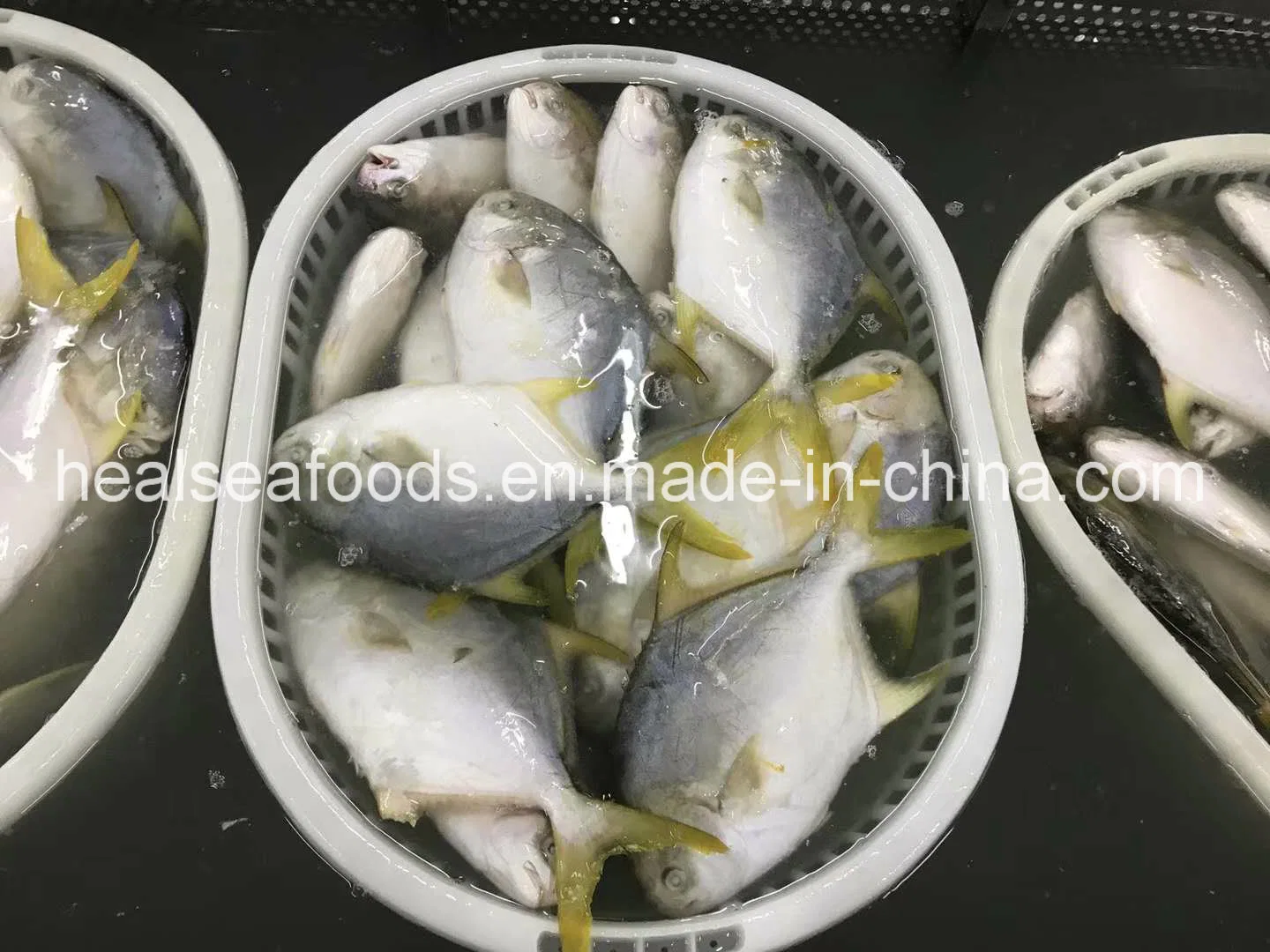 Good Quality Frozen Seafood Frozen Golden Pomfret Frozen Golden Pompano Fish