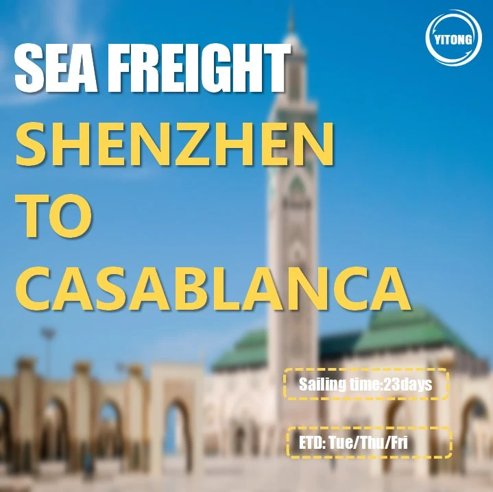 Sea Freight Shipping Cost From Ningbo Qingdao to Algiers Algeria