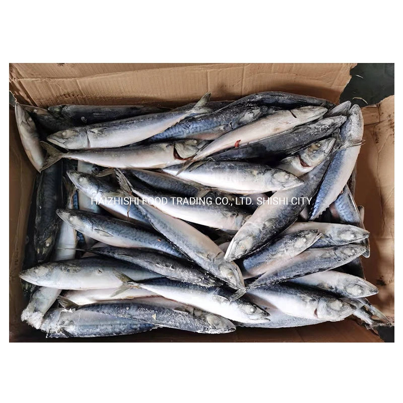 New Arrival Fish High quality/High cost performance  Frozen Pacific Mackerel 100-200g