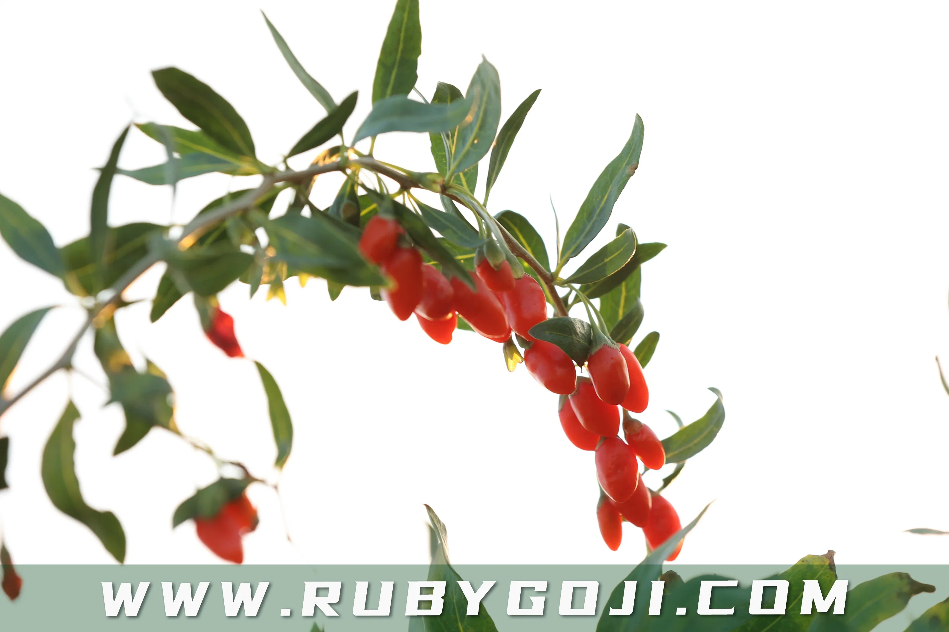 Nop orgânicas certificadas Goji Berry de Qinghai