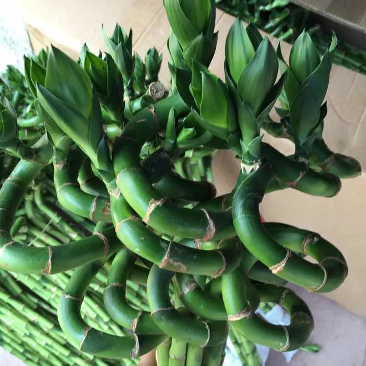 Spiral Lucky Bamboo Dracaena Sanderiana Lucky Bamboo 30cm-100cm Indoor Plant Flower