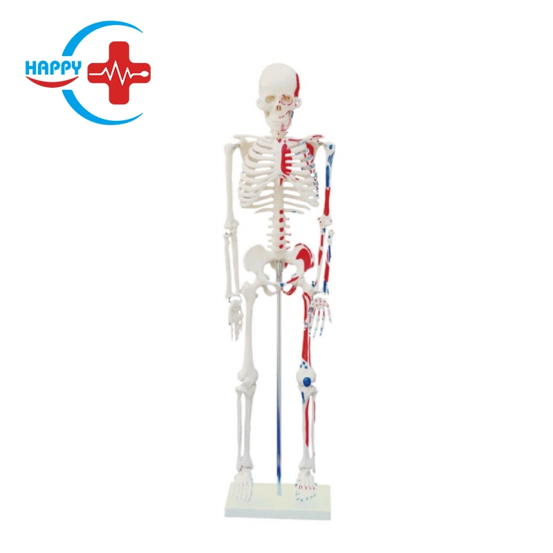 Hc-S205 Human Skeleton with Heart and Blood Vessels Model 85cm