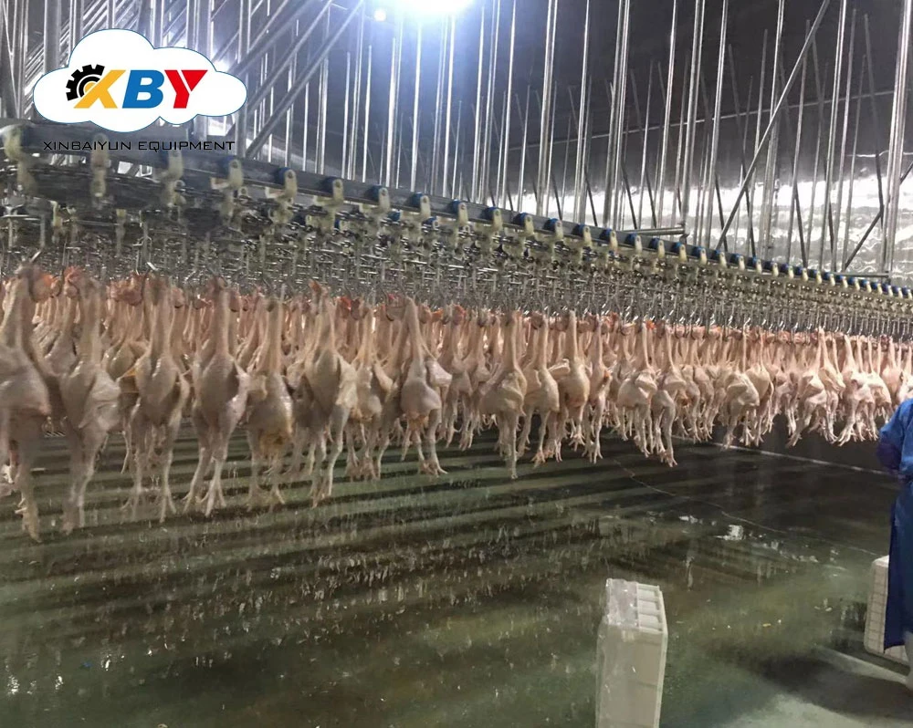 Utilizado para la línea de matadero de pollos de engorde de Arabia Máquina de matadero de gallinas/Sala de sacrificio de aves.