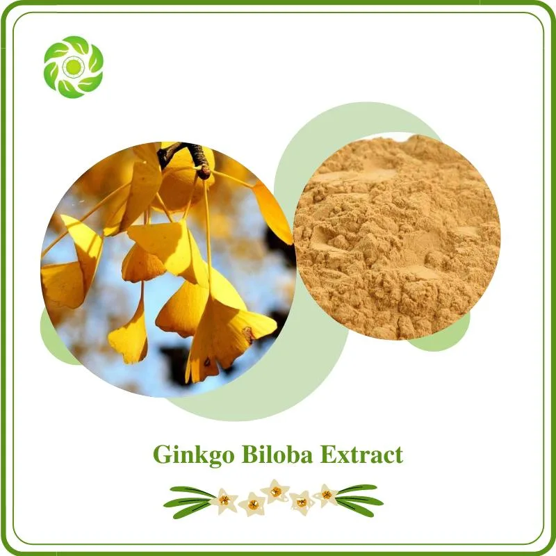 Bienestar mundial Biotech Natural Ginkgo Biloba Extracto con 24% Ginkgo Flavonoides y 6% Ginkgolida para el suplemento