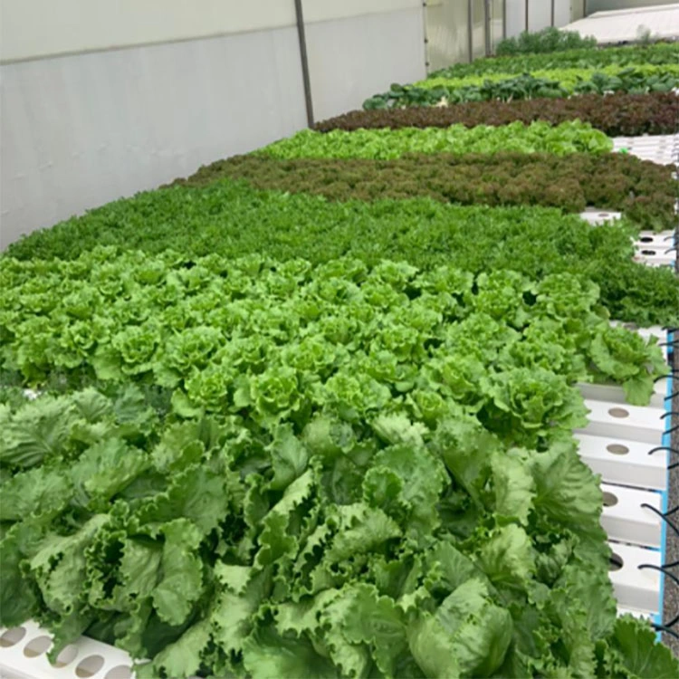 Agriculture Irrigation System Hydroponic Growing Vertical Planting System