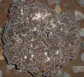 Maitake Mushroom Extract 10% Polysaccharides for Fucntional Food