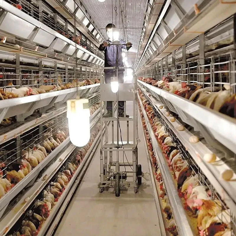 La venta automática de galvanizado en caliente de pollo de la capa de jaulas de un tipo de Equipo para avicultura Equipo para la Agricultura