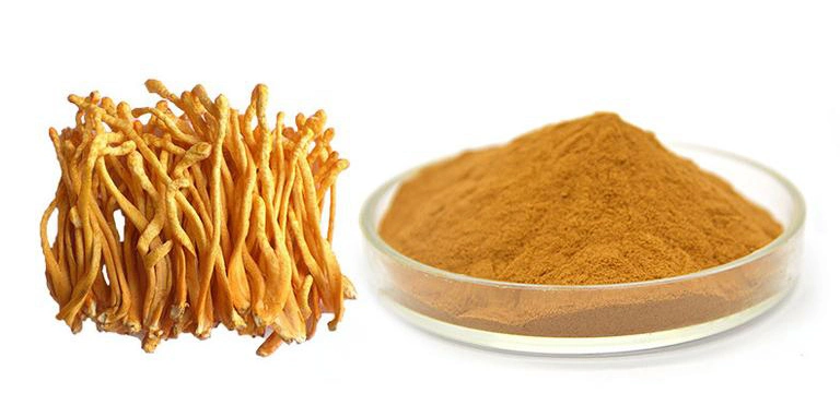 100% Natural Cordyceps Militaris extracto para la fibra dietética Suplementos nutricionales