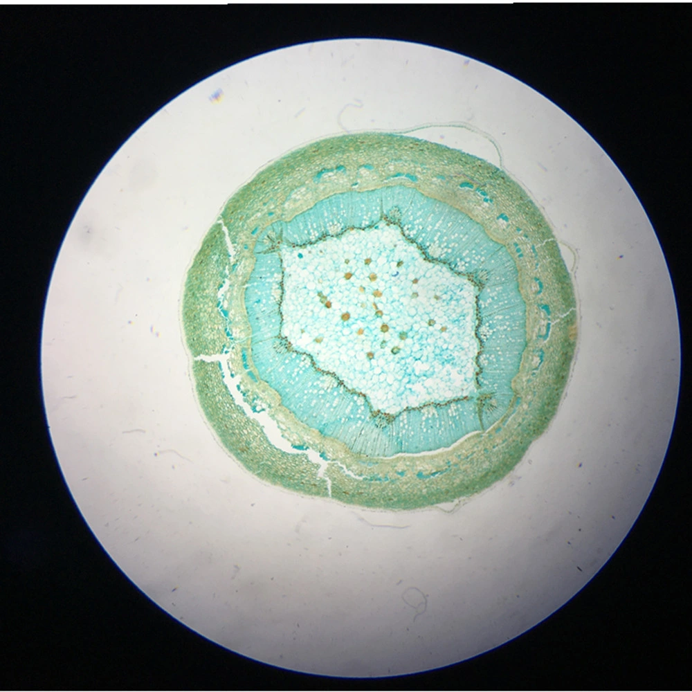 كاميرا Tuscen Truechroome بدقة 4K ودقة 8 ميجا بكسل متوافقة مع HDMI من USB2.0 MicroScope مع سوني مستشعر Imx485