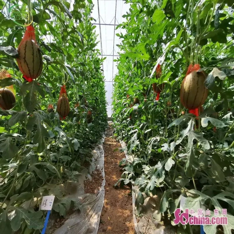 One One Hot Sale Single Span Agricultural Used Commercial Greenhouse in America