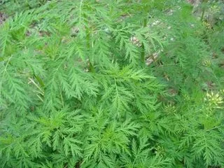 Natrural Asteraceae Artemisinina Artemisia Annua L. Extracto