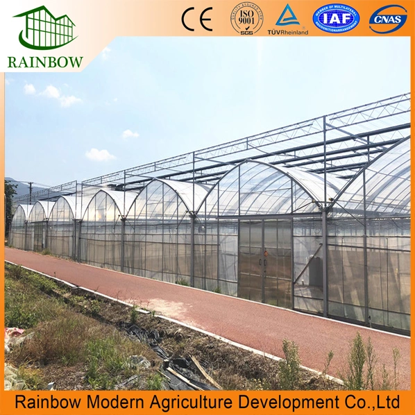 Multi Span Arch Type Multispan Poly Film Agricultural Greenhouse with Hydroponics