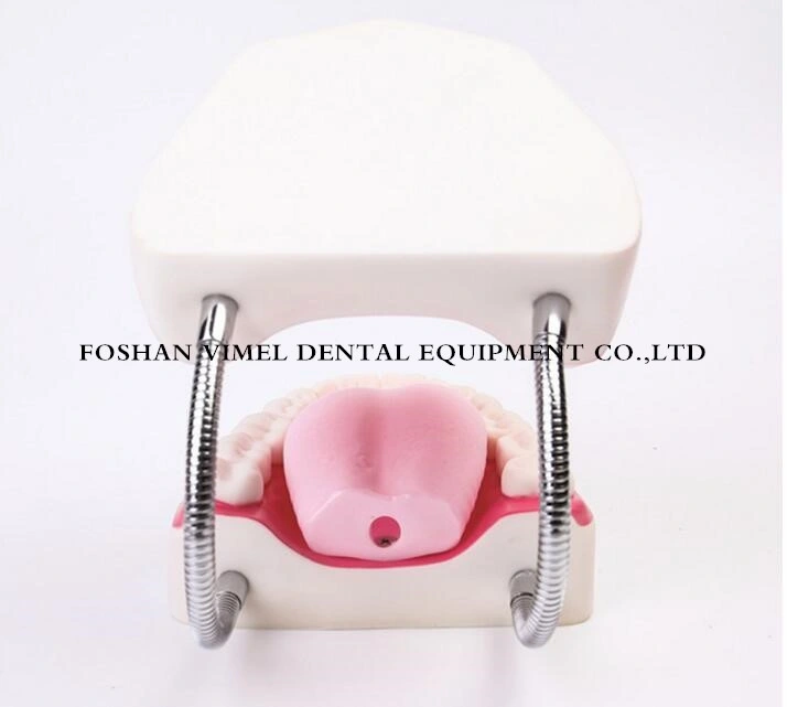 Dental Teeth Models 6X Used for Teaching Study and Hospital Dentist Material