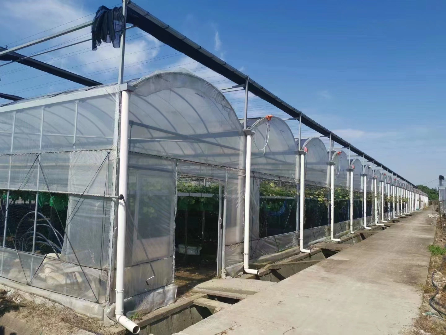 Película plástica Multi-Span Greenhouse con sistema hidropónico para Verduras/Frutas/Flores/Tomato/pepino/Lechuga/Pimienta plantando