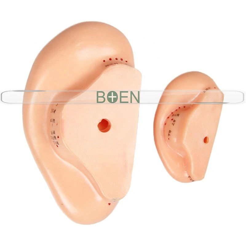 40cm 22cm 17cm 13cm 7cm oreja Auricular acupuntura auricular modelo modelo de solicitud