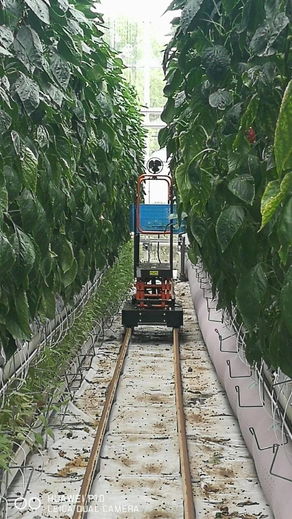 Greenhouse Picking Trolley Harvesting Trolley Harvest Picker Lift Machine