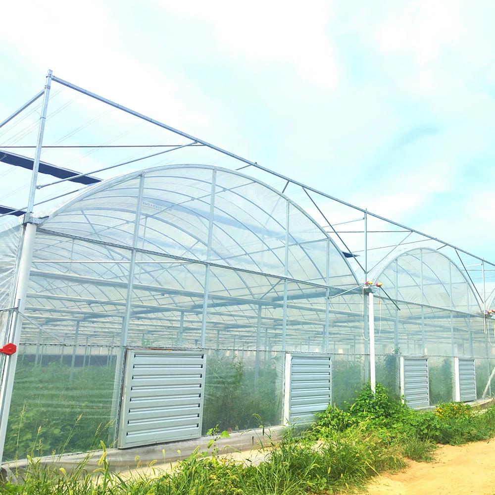 Multi-Span Agricultura único túnel comercial de vidro de cava-de-filme com efeito de estufa para a fazenda com embrião hidroponia/sistema de irrigação