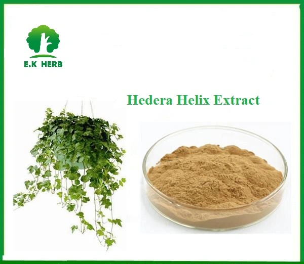 E. K Herb Plant Extract Manufacturer Kosher Halal Certified 100% Natural Hedera Helix Extract IVY Leaf Extract 10%- 40% Hederacoside C Hedera Helix Extract
