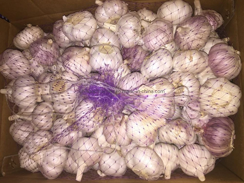 White Fresh Garlic Price Shandong Garlic