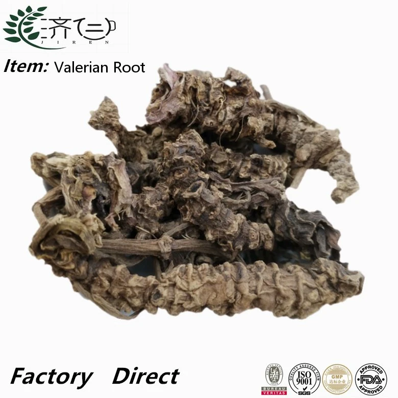 Traditional Chinese Herbal Medicine Xie Cao Gen Chinese Natural Dried Valerian Root