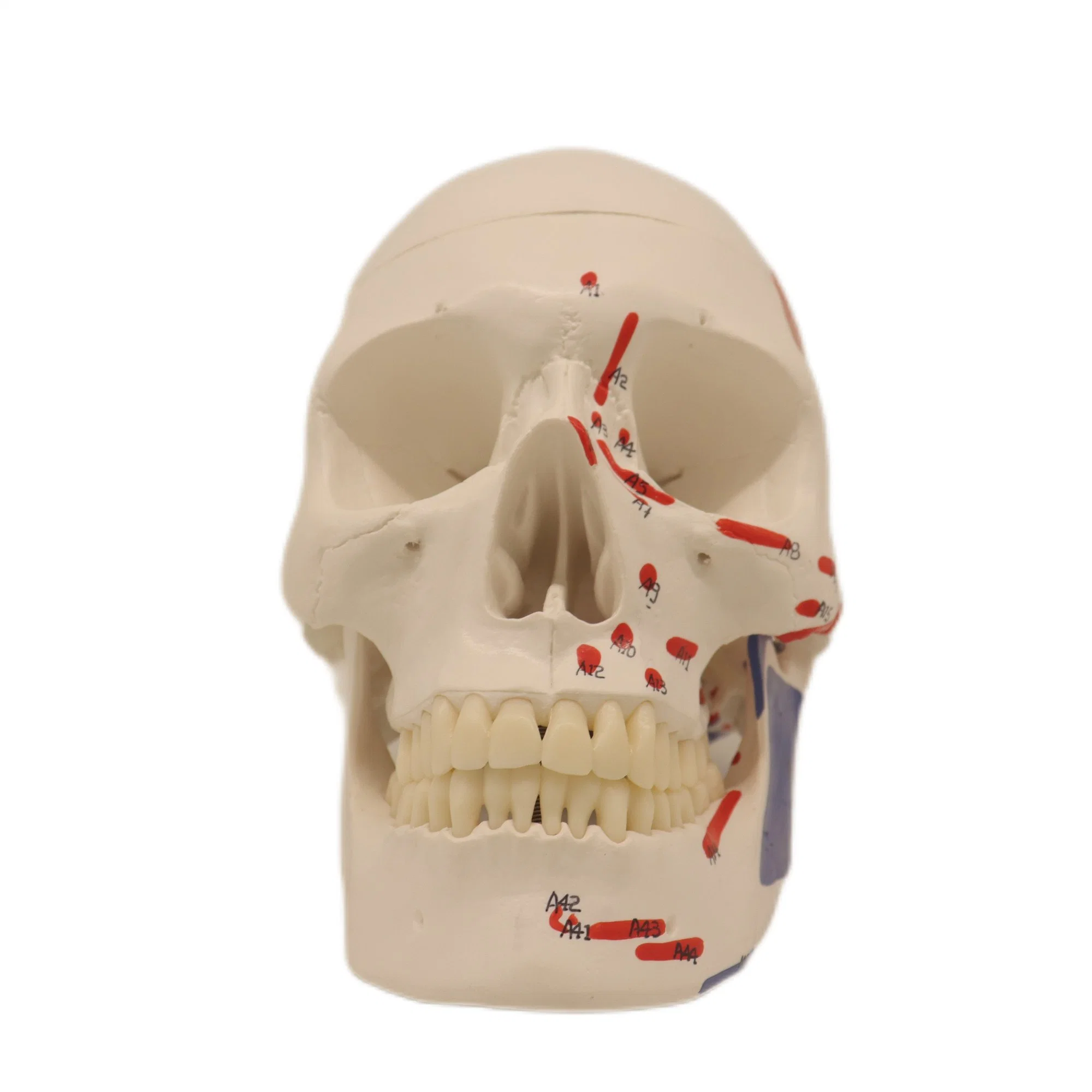 Good Quality Lab Teaching Models 3 Parts Human Muscular Skull Skeleton Models for Students