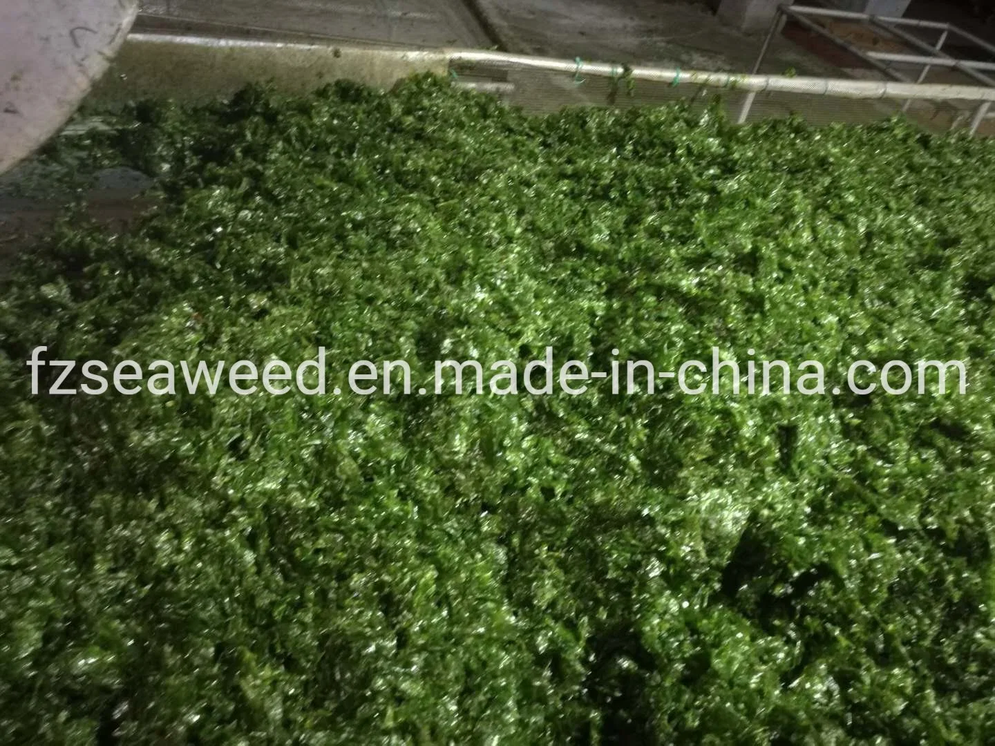 Seaweed Food Ingredient Green Seaweed Ulva