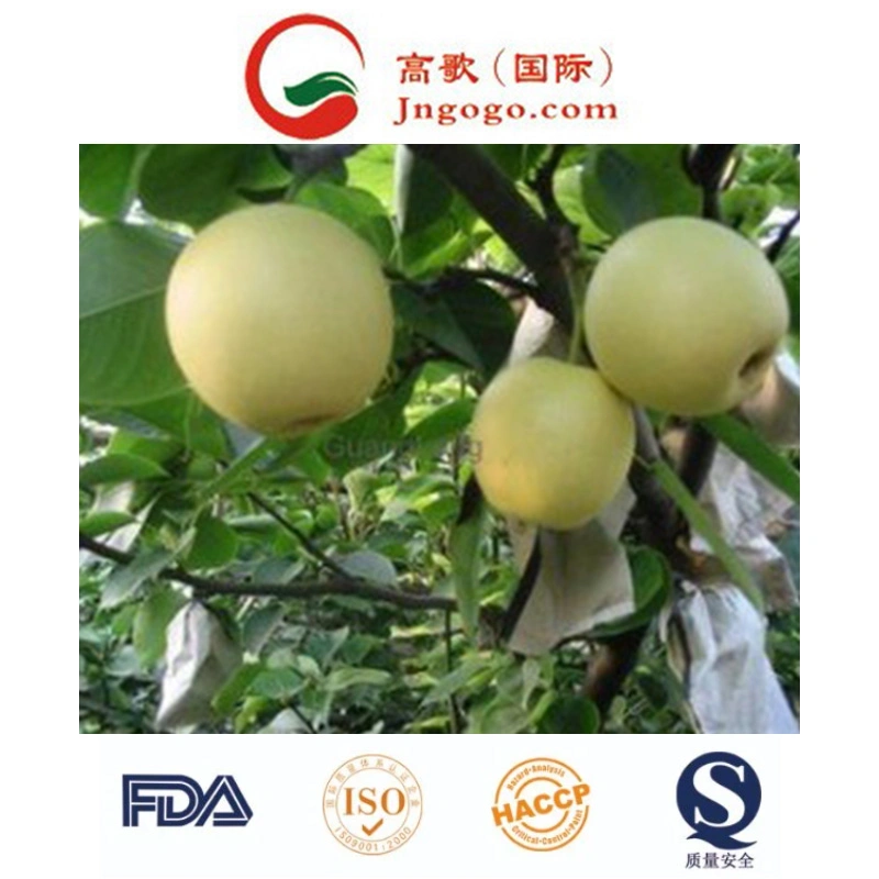 New Crop High quality/High cost performance Fresh Ya Pear Fresh Pear Asian Pear (28/32/36/40/44)