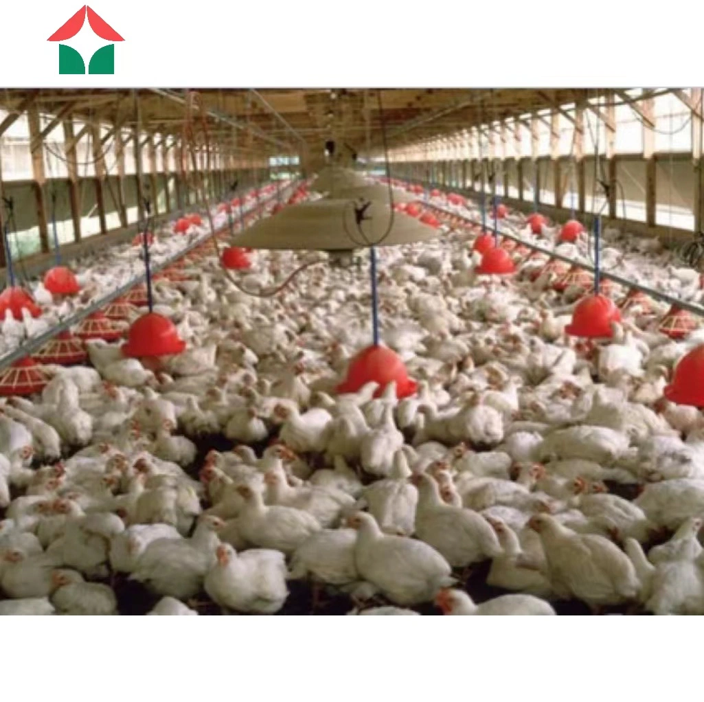 Low Cost Fast Building Prefab Steel Frame Poultry Farm with Full Set Equipment