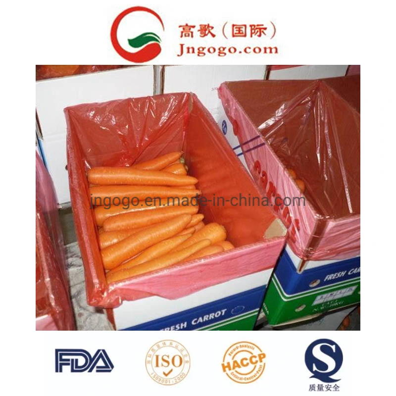 Good Quality Red Fresh Carrot Manufacture From China