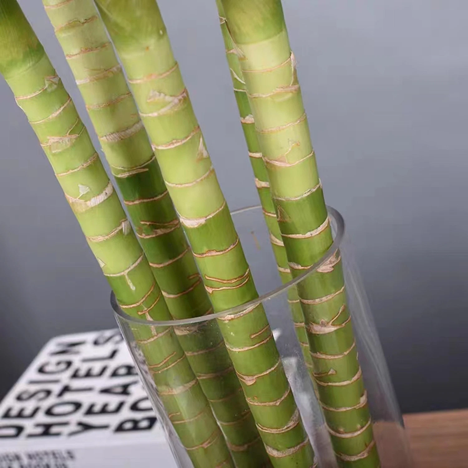 Hydropnics Lotus Lucky Bamboo Live Bonsai Дерево Bamboo Plant Оптовая продажа