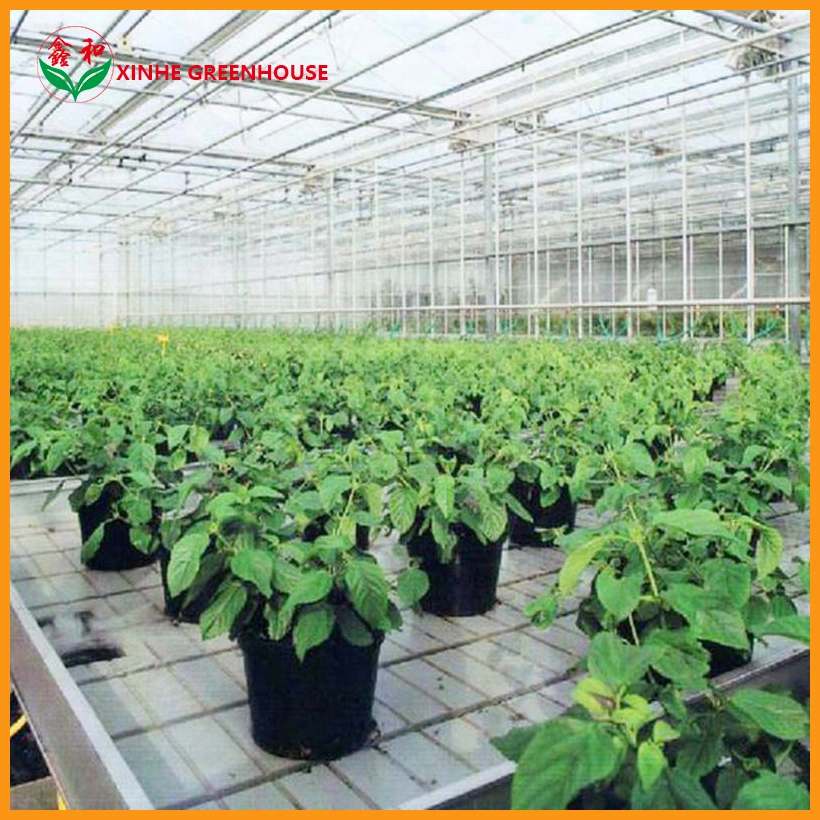 Plastic Sheet Multi-Span Agricultural Greenhouses Hydroponic Systems Commercial Garden Greenhouse