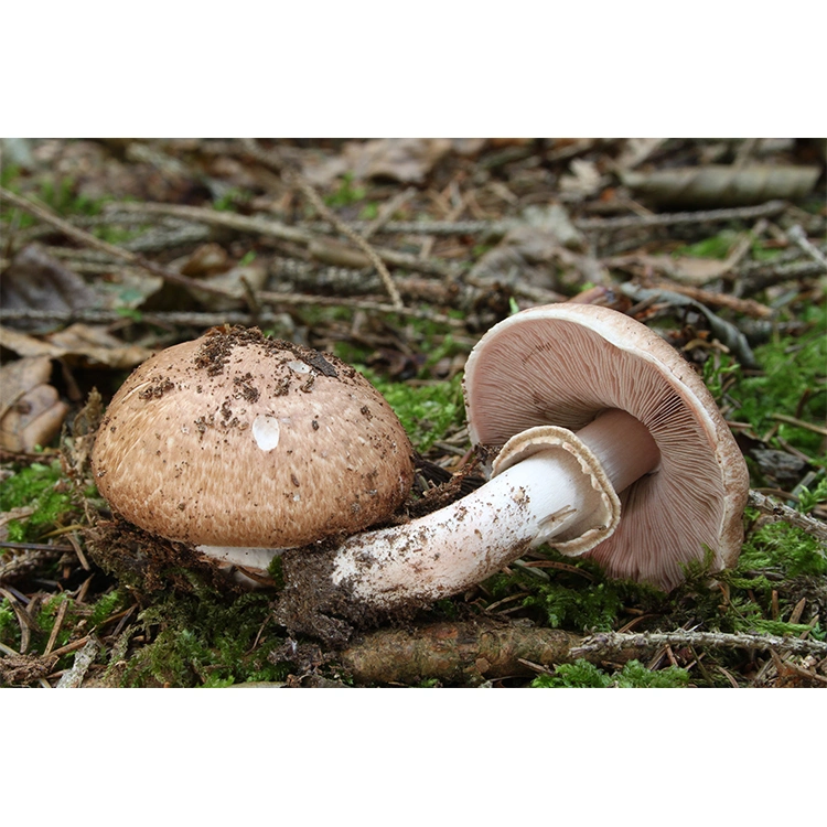 HACCP ISO Certified Agaricus Blazei Extract Mushroom Powder Mushroom Extract for Improve Body Immunity