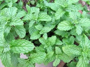 Lemon Balm Extract Melissa Officinalis Extract Rosmarinic Acid