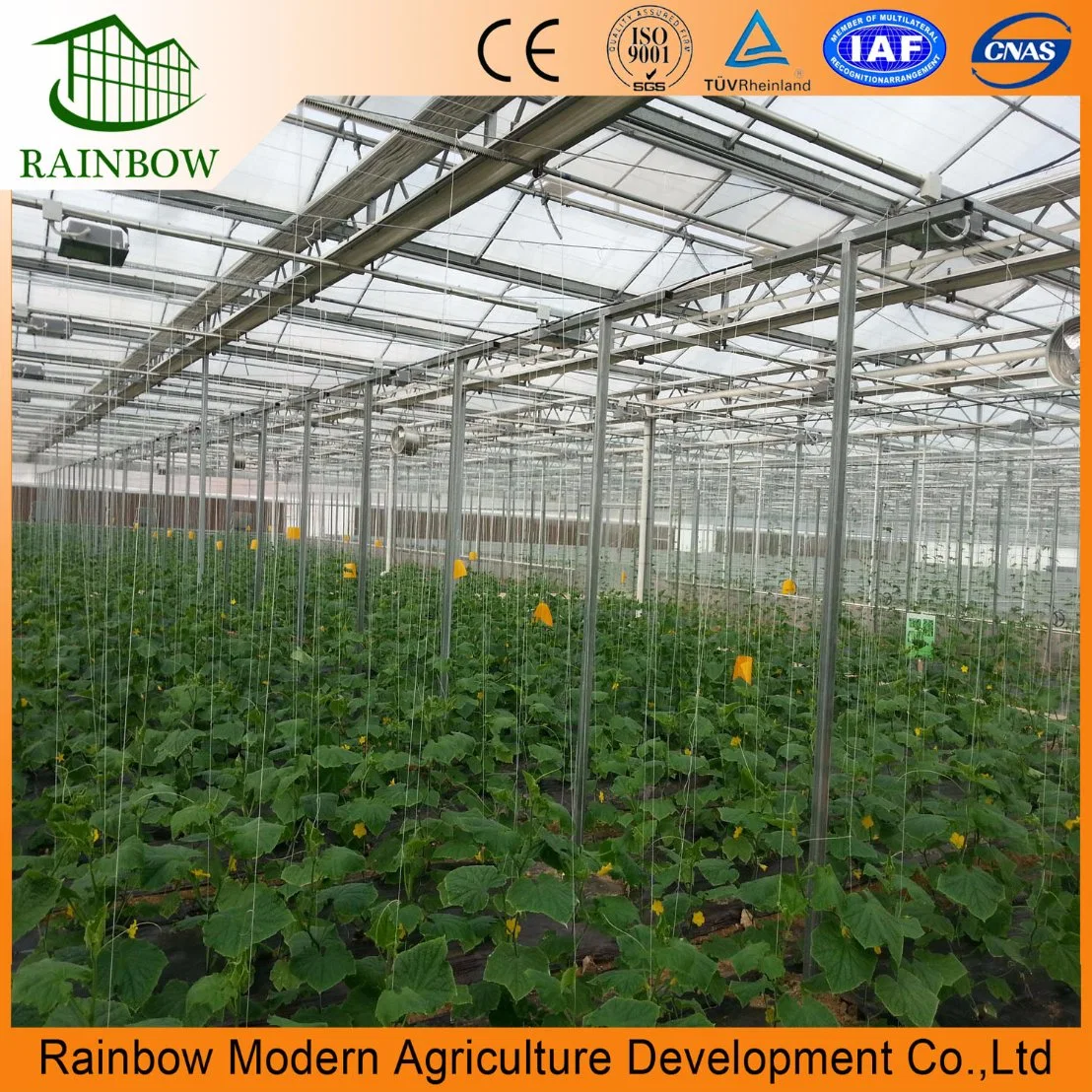 Modren Agriculture Greenhouse Hydroponics Growing System