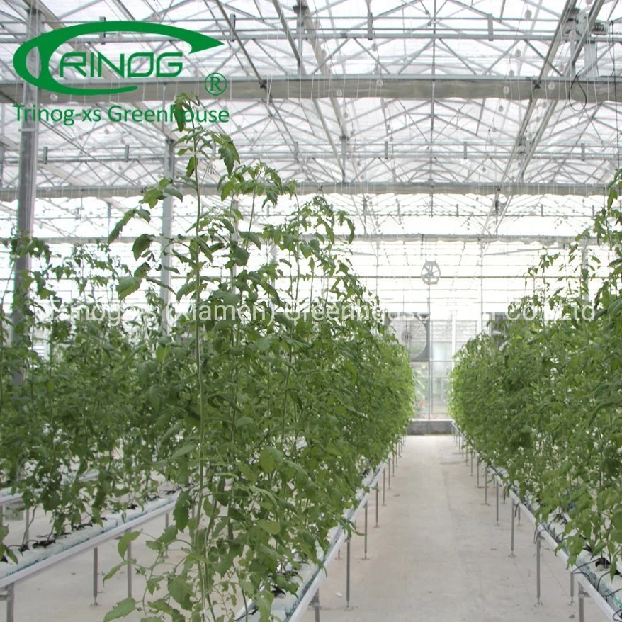 Trinog Serre commerciale Système hydroponique vertical NFT de tomates cerises urbaines dans une serre.