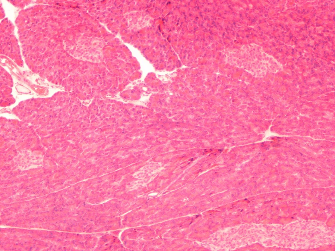 Biologie L'épithélium simple à colonnes de l'Histologie de mammifères diapositives Diapositives de verre de microscope de laboratoire