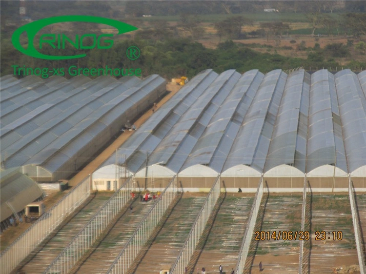 Hot DIP Galvanized Steel Frame Structure Multi-Span Cultivation Hydroponics System Film Greenhouse