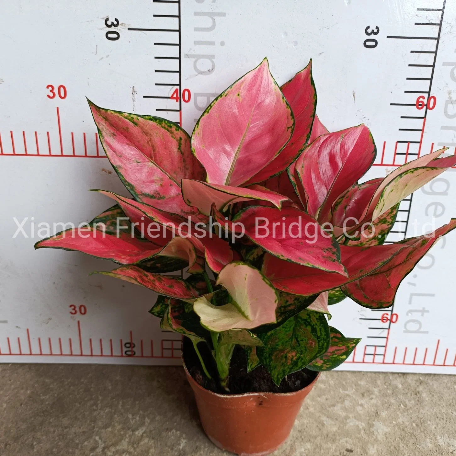 Hotsale Foliage Red Aglaonema Living Plants Ornamental Bonsai Jili Red