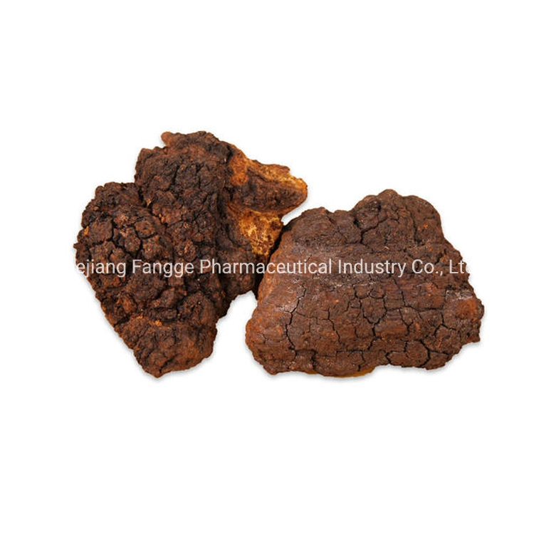 Poudre d'extrait de chaga organique, poudre d'extrait d'Inonotus obliquus, β -Glucan ≥ 15%