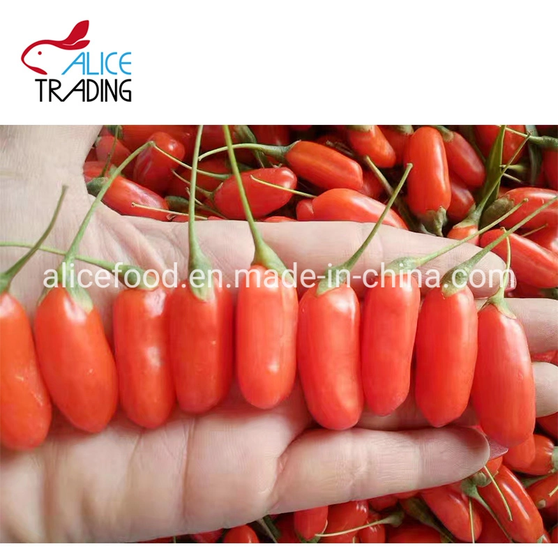 Health Food China Dried Goji Berry for Exporting