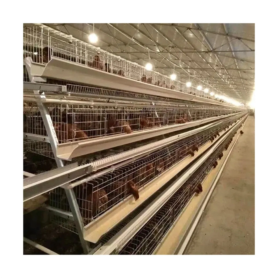 Affordable Egg Layer Chicken House Steel Structure Poultry Farm