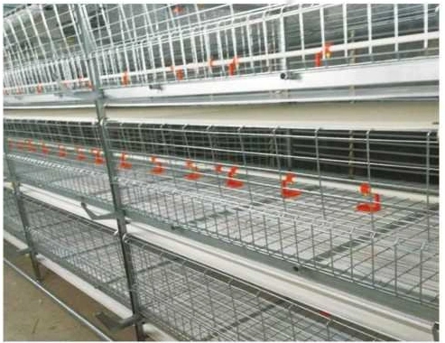 High-Quality Plastic Poultry Feeding Chicken Feed Trough for Chicken Cage