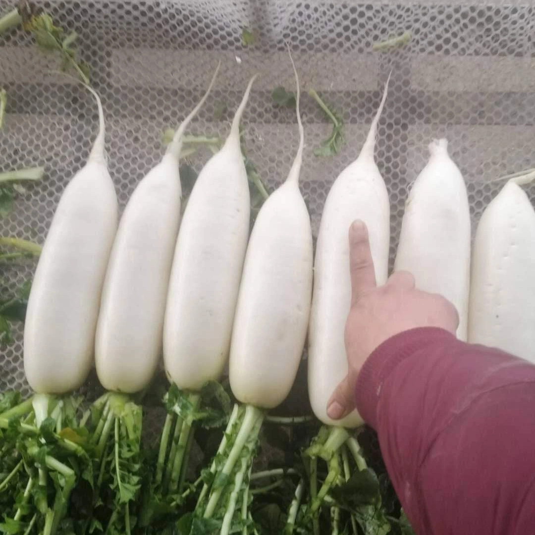 Super Quality Chinese New Crop Carrot and Radish