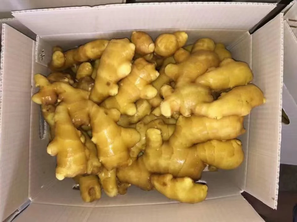 New Crop Shandong Origin Air Dry Ginger