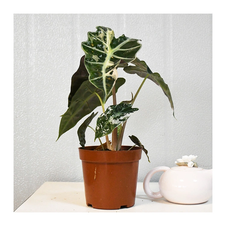 Rare Snow Fairy Alocasia Live Plant Bonsai