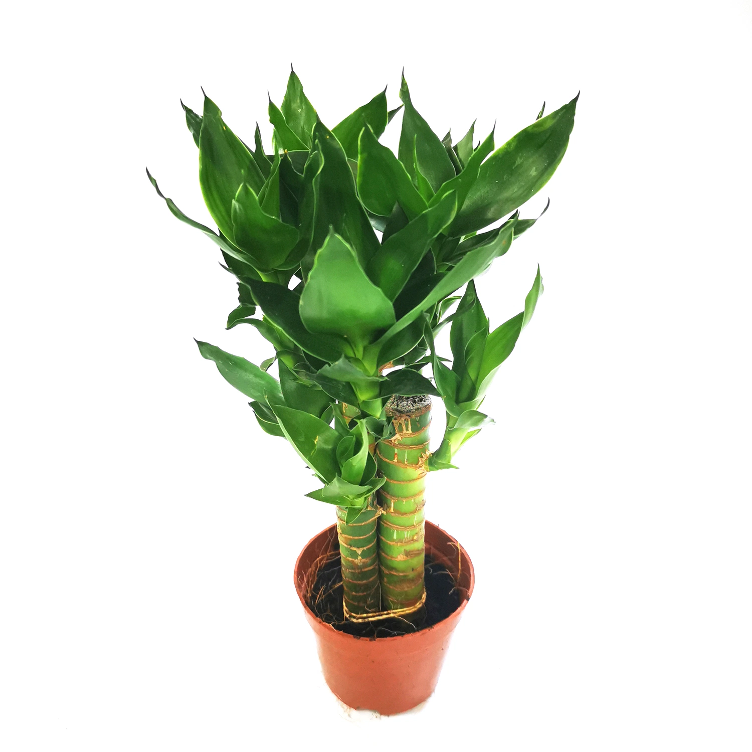 Dracaena Sanderiana Lucky Bamboo Bonsai