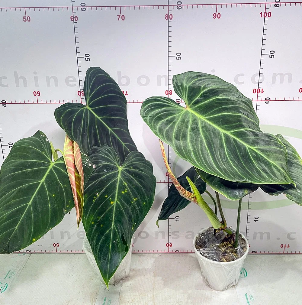 Philodendron Melanochrysum Real Plant Bonsai Home Decor Nursery Wholesale/Supplier