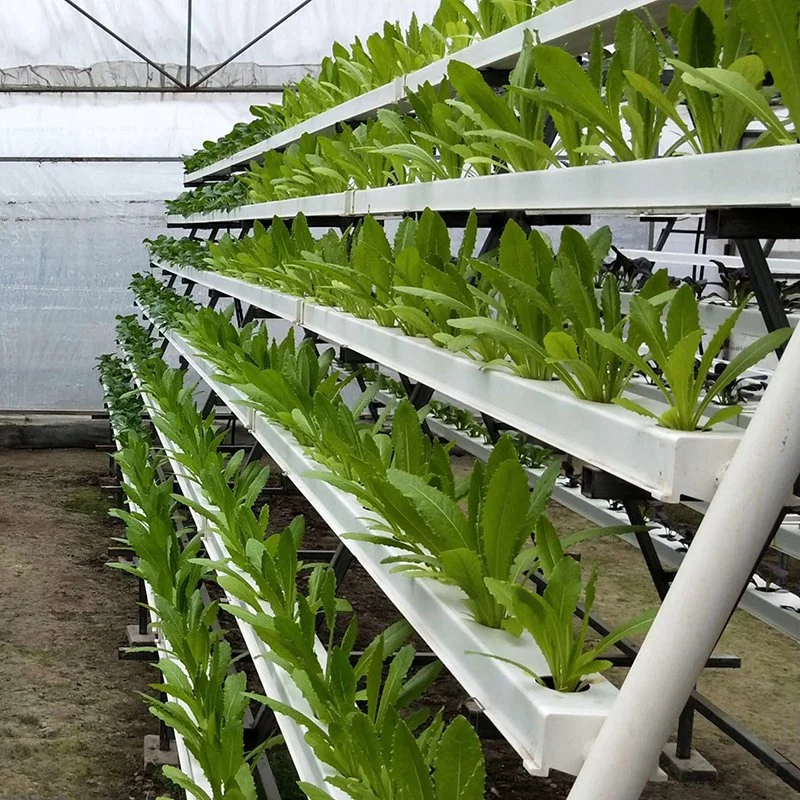 Hidroponia comercial Nft uma estrutura de sistema de cultivo de hortaliças